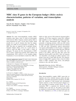 MHC class II genes in the European badger