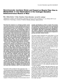Neuromuscular Junctions Shrink and Expand as Muscle Fiber Size