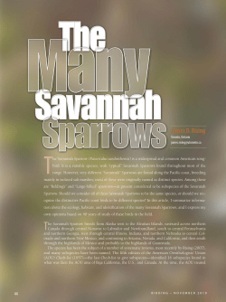 The Many Savannah Sparrows - American Birding Association