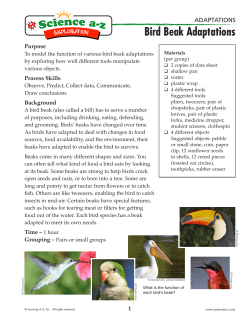 Bird Beak Adaptations