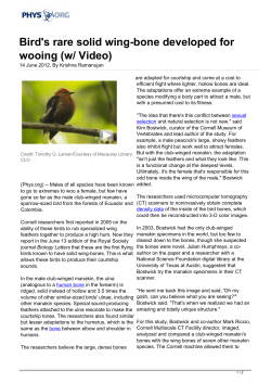 Bird`s rare solid wing-bone developed for wooing (w/ Video)