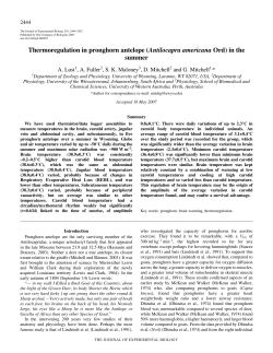 Thermoregulation in pronghorn antelope (Antilocapra