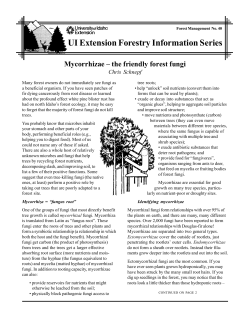 Mycorrhizae: the Friendly Forest Fungi