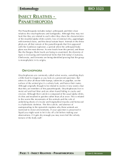 insect relatives - panarthropoda