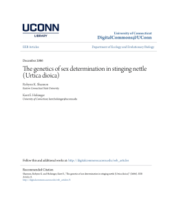 The genetics of sex determination in stinging nettle (Urtica dioica)
