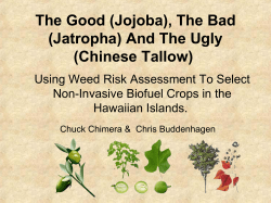 (Jojoba), The Bad (Jatropha) And The Ugly