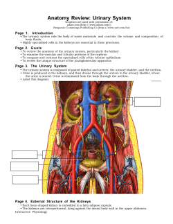 Anatomy Review: Urinary System