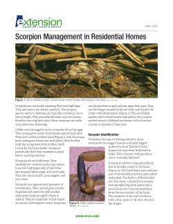Scorpion Management in Residential Homes
