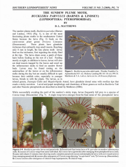 the sundew plume moth