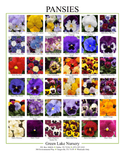 Pansies - GREEN LAKE NURSERY