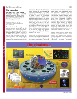 The nucleolus - Journal of Cell Science