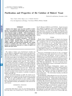 Purification and Properties of the Catalase of Bakers` Yeast