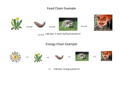 Food Chains - Paradise Primary School
