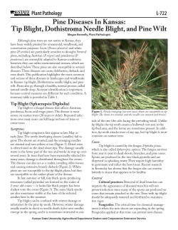 Pine - K-State Plant Pathology