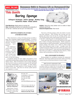 Boring Sponge