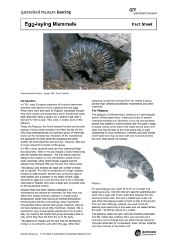 Egg-laying Mammals - Queensland Museum