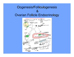 Oogenesis Foll