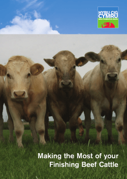 Finishing Beef Cattle