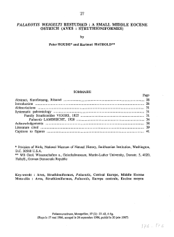 palaeotis weigelti restudied: a small middle