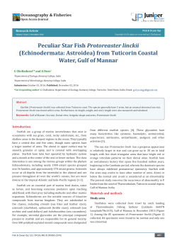 Peculiar Star Fish Protoreaster linckii (Echinodermata: Astroidea