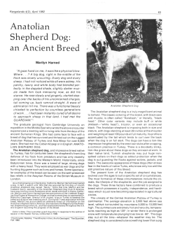 Anatolian Shepherd Dog: an Ancient Breed