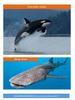 Orca (Killer whale) Whale Shark