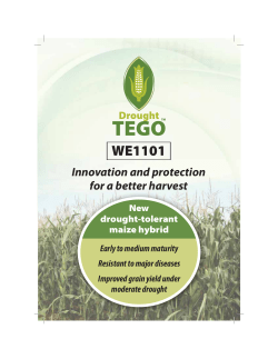 DroughtTEGO&trade; WE1101 - WEMA - African Agricultural Technology