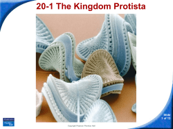 20-1 The Kingdom Protista