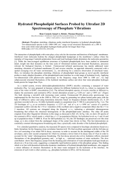 Hydrated Phospholipid Surfaces Probed by Ultrafast 2D