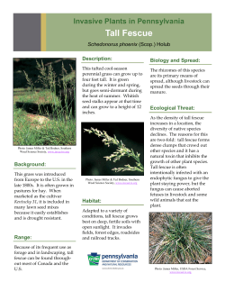tall fescue