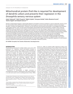 Mitochondrial protein Preli-like is required for development of