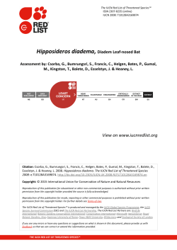 Hipposideros diadema, Diadem Leaf-nosed Bat