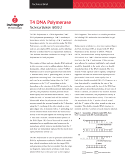 T4 DNA Polymerase - Thermo Fisher Scientific
