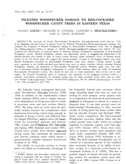 pileated woodpecker damage to red-cockaded
