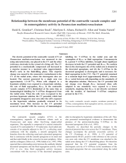 Contractile vacuole membrane potential