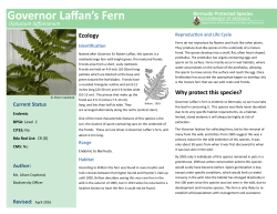Level 2 - Governor Laffan Fern