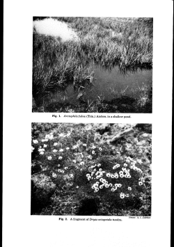 some regularities in the distribution of the vegetation in the arctic