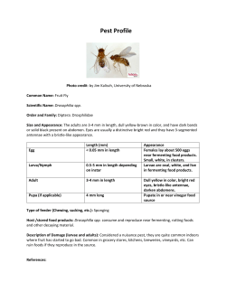 Fruit fly - UNL Entomology