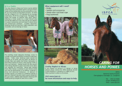 caring for horses and ponies