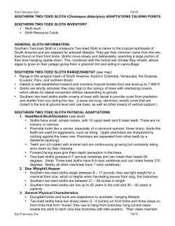 Sloth2toedTalkingPoi.. - Be a San Francisco Zoo Docent