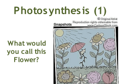 Photosynthesis (1) - Milan Area Schools
