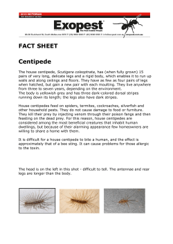 FACT SHEET Centipede