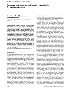 Telomere maintenance and length regulation in Trypanosoma brucei