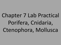 Chapter 7 Lab Practical Porifera, Cnidaria, Ctenophora, Mollusca