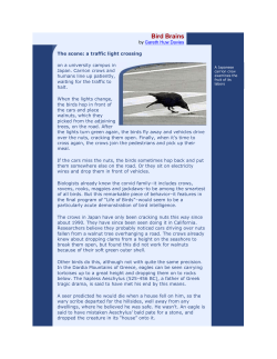 Bird Brains
