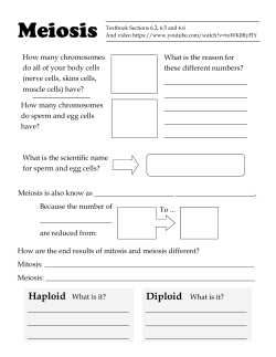 mitosis meiosis worksheet 3