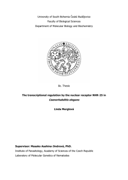 Caenorhabditis elegans