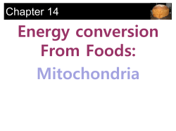 Energy conversion From Foods: Mitochondria