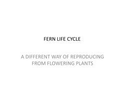 FERN LIFE CYCLE - nativeplants.org