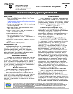 mile-a-minute (Polygonum perfoliatum)